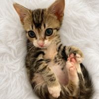 Petite boulette à adopter