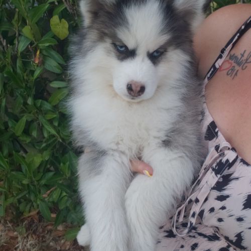 Pomsky chiots #1