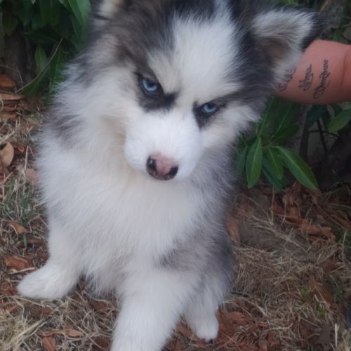 Pomsky chiots #2