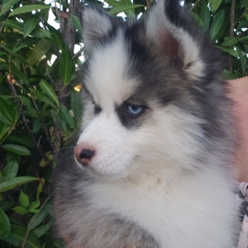 Pomsky chiots #4