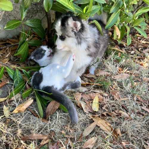 Pomsky chiots #6