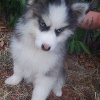 Pomsky chiots #2