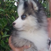 Pomsky chiots