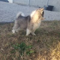 Pomsky chiots #5