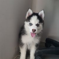 Pomsky chiots #1