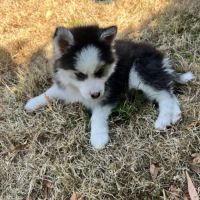 Pomsky chiots #3