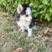 Pomsky chiots