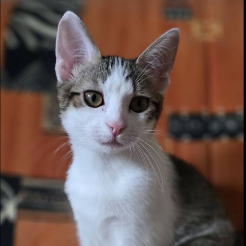 Lilith cherche sa famille pour la vie #1