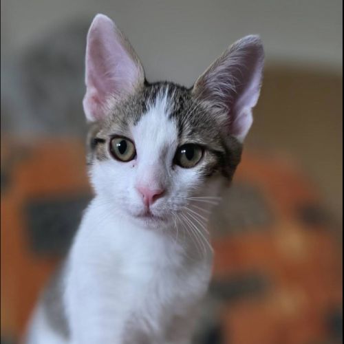 Lilith cherche sa famille pour la vie