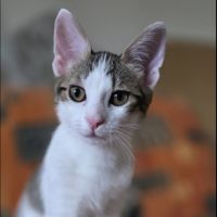 Lilith cherche sa famille pour la vie #0