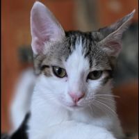 Lilith cherche sa famille pour la vie #3