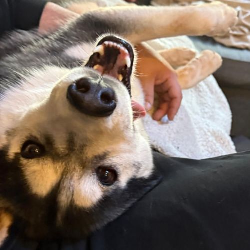 Recherche nouvelle famille pour husky sibérien – 2