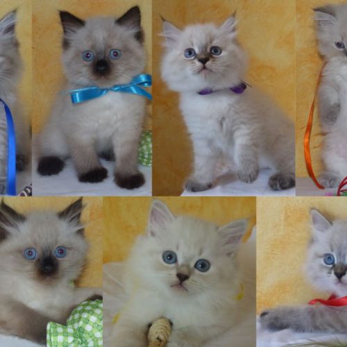 Chatons sibérien loof neva masquerade rhône