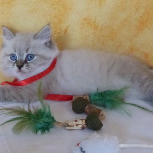 Chatons sibérien loof neva masquerade rhône #3