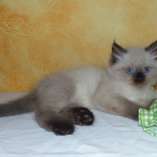 Chatons sibérien loof neva masquerade rhône #4