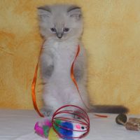 Chatons sibérien loof neva masquerade rhône #2