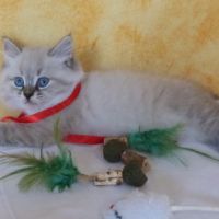 Chatons sibérien loof neva masquerade rhône #3