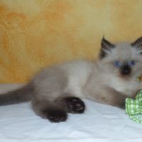 Chatons sibérien loof neva masquerade rhône #4