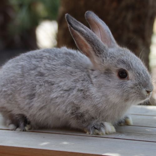 Bébés lapins nains #2