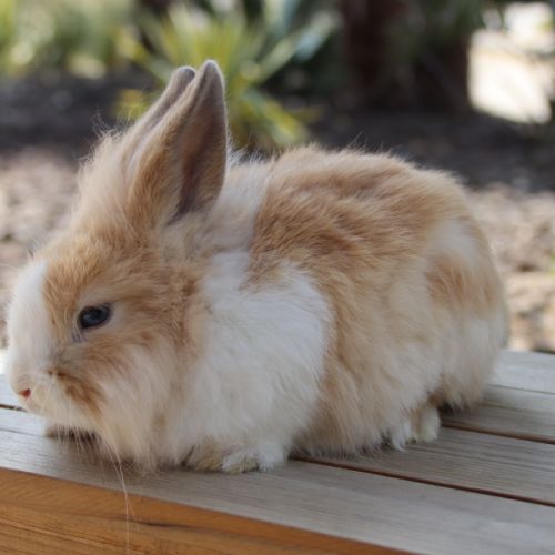 Bébés lapins nains #3