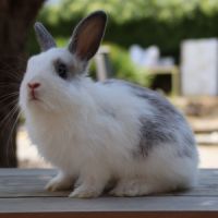 Bébés lapins nains