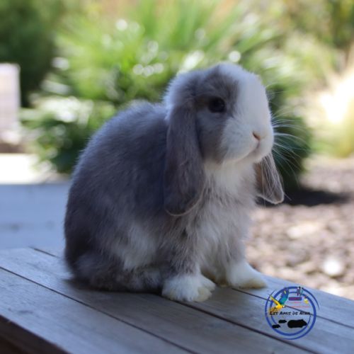 Mini lop et bélier nain #2
