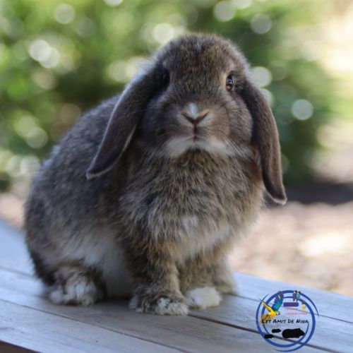 Mini lop et bélier nain