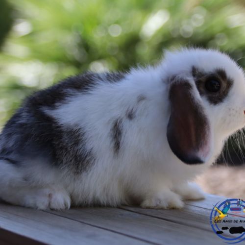 Mini lop et bélier nain #5
