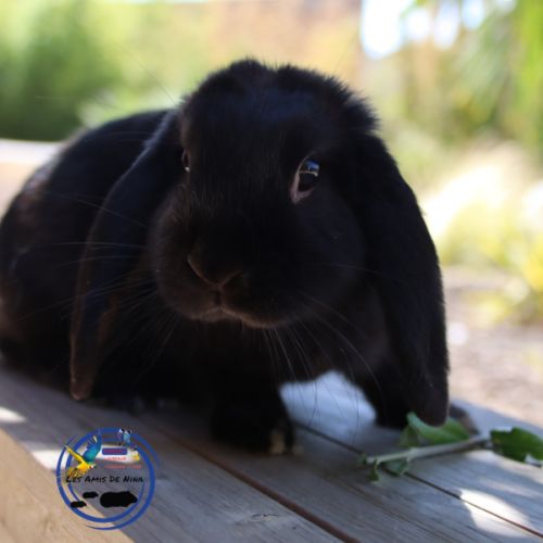 Mini lop et bélier nain #7