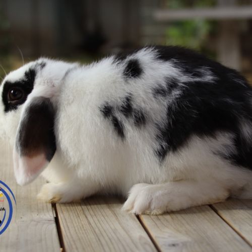 Mini lop et bélier nain #4