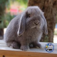 Mini lop et bélier nain #1