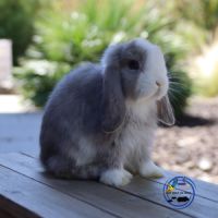 Mini lop et bélier nain #2