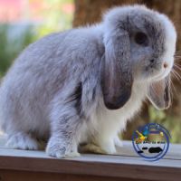 Mini lop et bélier nain #4