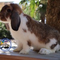 Mini lop et bélier nain #6
