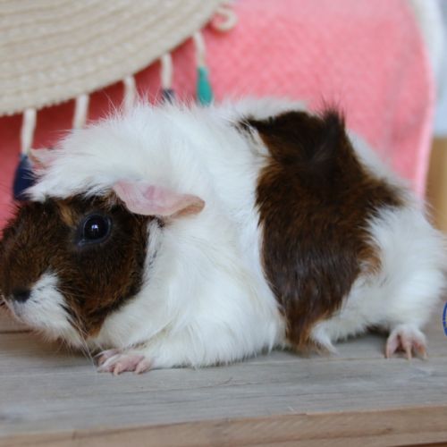 Cochons d'inde #5
