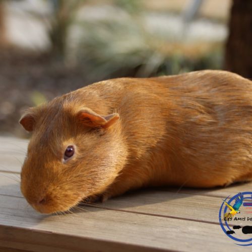 Cochons d'inde #2