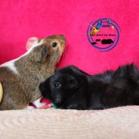 Cochons d'inde #1