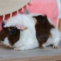 Cochons d'inde #5