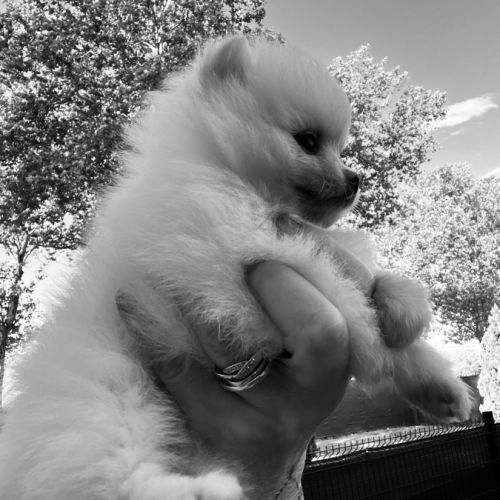Magnifique spitz nain lof #0