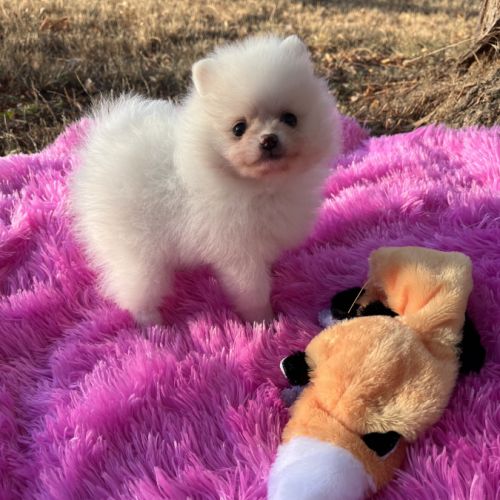 Magnifique spitz nain lof #3