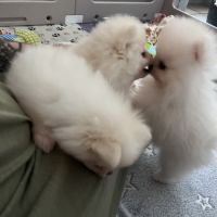 Magnifique spitz nain lof #4