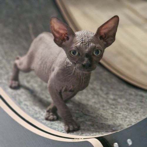 Chatons sphynxs non loof #1