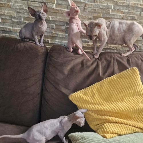 Chatons sphynxs non loof #2