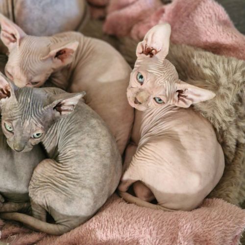 Chatons sphynxs non loof #3