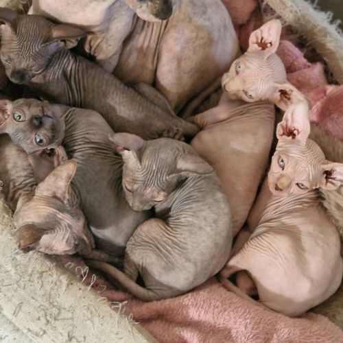 Chatons sphynxs non loof #4
