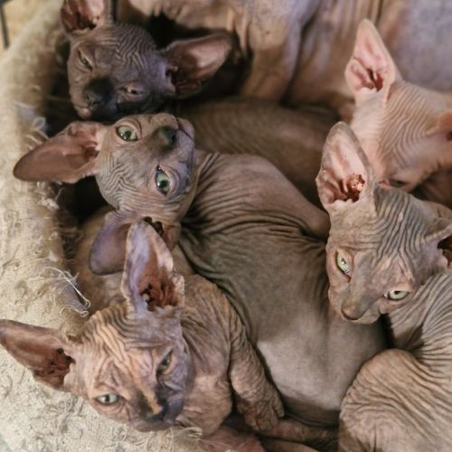 Chatons sphynxs non loof #5