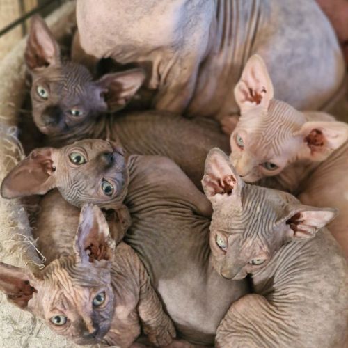 Chatons sphynxs non loof
