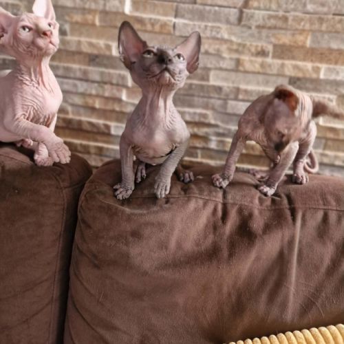 Chatons sphynxs non loof #7