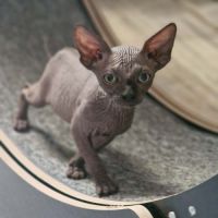 Chatons sphynxs non loof #1