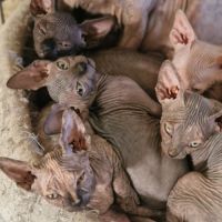 Chatons sphynxs non loof #5